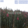 庭院別墅綠化苗木 紅花紫薇樹苗 紫薇小苗 四川果樹苗 地栽苗