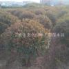 大量低價供應黑土田苗紅葉石楠球精品球