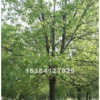 2-12公分香樟樹