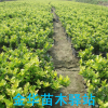 金森女小杯苗大杯苗扦插苗金華色塊苗專作基地直供海量