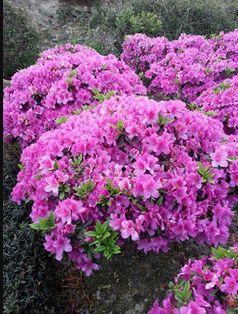 浙江毛鵑基地批發_寧波毛鵑球優惠價格供應