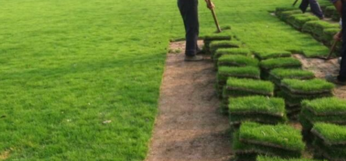 出售:紹興馬尼拉/草坪