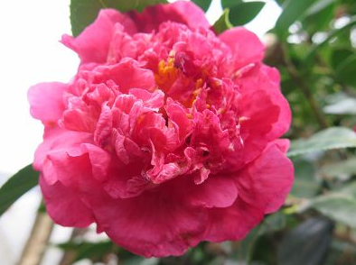 金華提供茶花嫁接技術服務