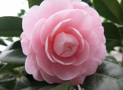 浙江供應嫁接茶花技術服務