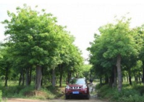 米徑10公分15公分18公分20公分25公分五角楓