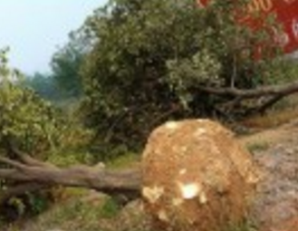 18公分全冠香櫞