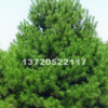 陜西西安1-4米白皮松，5米白皮松