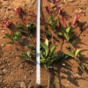 賣南方紅葉石楠小苗圃基地上盆苗在哪里買報價格是多少錢容器袋苗
