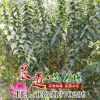 地臘梅工程綠化苗木臘梅 可嫁接 規格齊全 耐寒耐旱素心梅