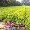 批發(fā)優(yōu)質(zhì)金森女貞 基地直銷 綠化工程色塊苗 金森女貞