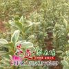 批發(fā)金邊黃楊 綠化苗木金邊黃楊苗 工程綠化