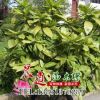 灑金珊瑚苗批發(fā) 批發(fā)花灌木苗 規(guī)格齊全 灑金珊瑚苗價(jià)格