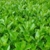 現(xiàn)貨供應(yīng)冬青苗 規(guī)格齊全綠化工程苗
