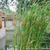 批發(fā)黃菖蒲 水生花卉植物金邊菖蒲苗 園林濕地綠化