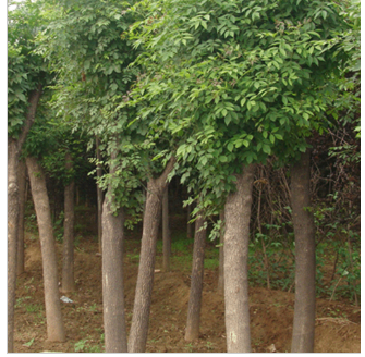 TIM截圖20180702153918