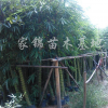 供應(yīng)佛肚竹