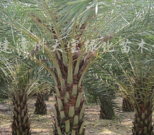 供應中東海棗、銀海棗