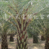 供應中東海棗、銀海棗
