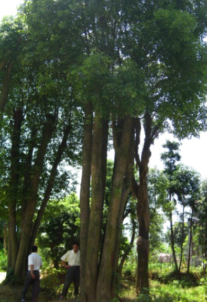 誠信園林香樟信息，湖南精品香樟