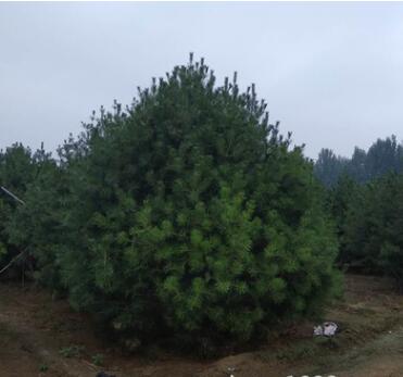 育苗基地培育白皮松 工程用3-4米白皮松 樹形飽滿 規格齊全易成活