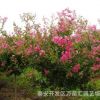 百日紅樹苗 供應(yīng)優(yōu)質(zhì)工程綠化用百日紅樹苗 規(guī)格齊全