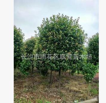 高桿紅葉石楠大樹苗圃促銷 彩葉基地處理小區(qū)別墅道路公園綠化