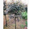 苗木基地直銷 紅葉李 紫葉李