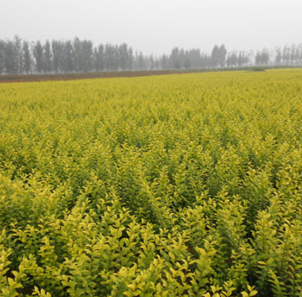 批發金葉女貞小苗