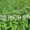 供應(yīng)香樟種子 紅櫸樹種子 無患子種子 紅櫸樹芽苗