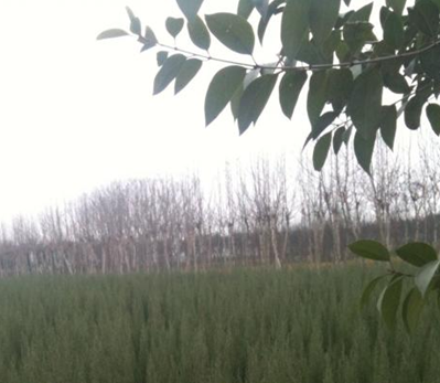 供應河南檜、刺柏、塔柏、檜柏、筆柏、圓柏