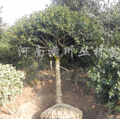 供應枸骨球、大葉黃楊球、海桐球、火棘球、龍柏球