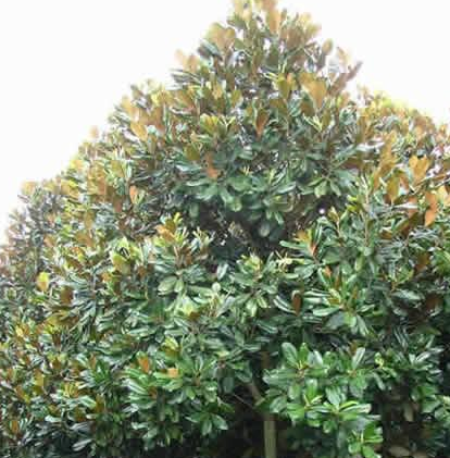 供應廣玉蘭、桂花、欒樹、法桐、石楠、白玉蘭等