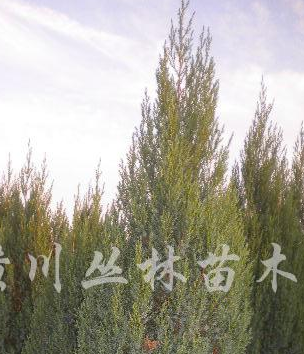 供應高30-280公分的刺柏、塔柏、河南檜柏