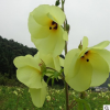 供應園林蔬菜金花葵種子別名菜芙蓉野芙蓉花黏干山榆皮藥食用保健