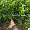 冬青球 球類綠化苗木 種植基地直銷 質(zhì)優(yōu)價廉