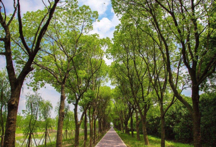 【供應(yīng)】供3—20公分香樟（大量優(yōu)質(zhì)）