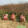 園藝場基地直售8公分絳桃苗 根系發(fā)達易成活 易管理量大從優(yōu)
