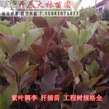 基地批發 行道樹木 紫葉稠李扦插小苗 紫葉稠李工程苗 耐寒植物