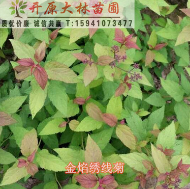 批發多年生庭院花卉金焰繡線菊扦插小苗 綠籬苗庭院綠化樹苗 灌木