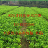 各種規(guī)格 杜鵑