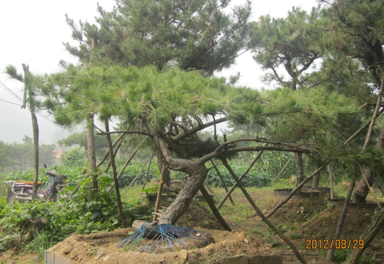 造型油松8cm-50cm、山東造型油松基地、山東造型黑松批發