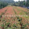 供應(yīng) 紅葉石楠苗 湖南紅葉石楠小苗新品種