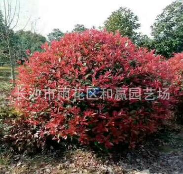 供應紅葉石楠球 冠幅150cm紅葉石楠球 精品紅葉石楠球