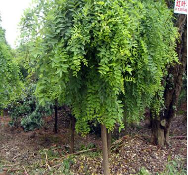 批發5-6-7-8-10cm公分龍爪槐 湖南龍爪槐質量好