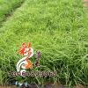 水生植物 狼尾草苗批發