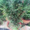 山東園藝場出售優質品種紅豆杉 適合盆栽