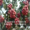 山楂樹苗直銷 大金星山楂樹苗 果大 優質大五棱山楂苗