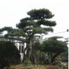 山東基地供應(yīng)美觀造型松 泰山景松 迎客松樹移栽種植