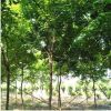 基地直銷觀賞樹五角楓 現(xiàn)挖現(xiàn)賣帶球發(fā)貨園林庭院綠化五角楓