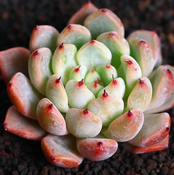 紅爪 多肉植物 精品高品質(zhì)進口多肉植物